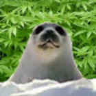 Avatar de Foca Amparada