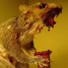 Avatar de Zombie_Squirrel