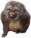 Avatar de nisequehago