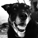 Avatar de Fed Dogg